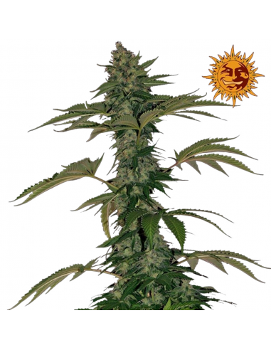 Barney´S Farm Grape Muerte Auto - Imagen 1