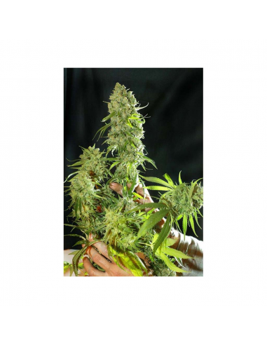 Resin Seeds Cannatonic Fem. - Imagen 1