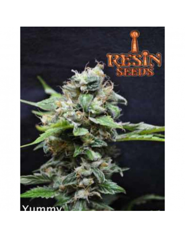 Resin Seeds Yummy 10Und Fem. - Imagen 1