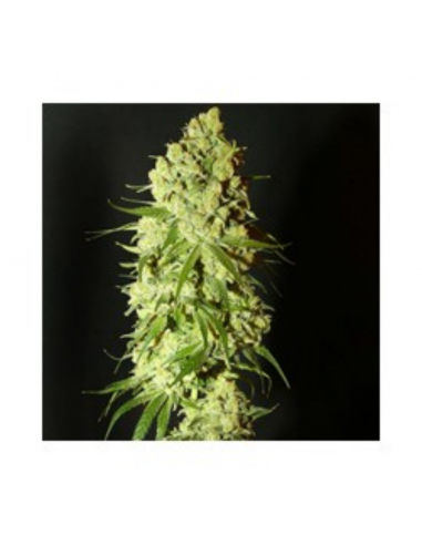 Resin Seeds Cannatonic 10Und Reg. - Imagen 1