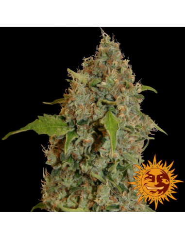 Barney´S Farm Chronic Thunder Fem - Imagen 1