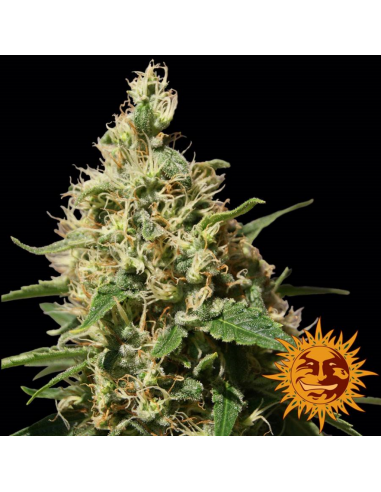 Barney´S Farm Peppermint Kush Fem - Imagen 1