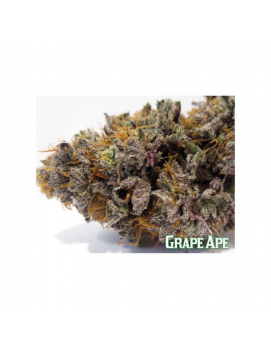 Barney´S Farm Grape Ape 5Und Fem. - Imagen 1