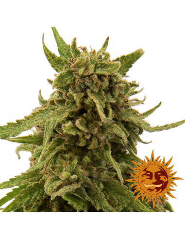 Barney´S Farm CBD Critical Cure Fem - Imagen 1