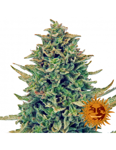 Barney´S Farm CBD Blue Shark Fem - Imagen 1