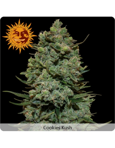 Barney´S Farm Cookies Kush Fem - Imagen 1