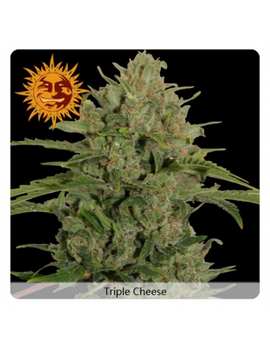 Barney´S Farm Triple Cheese Fem - Imagen 1