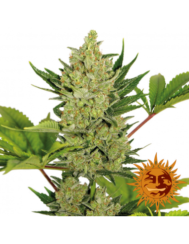 Barney´S Farm Auto Blue Cheese - Imagen 1