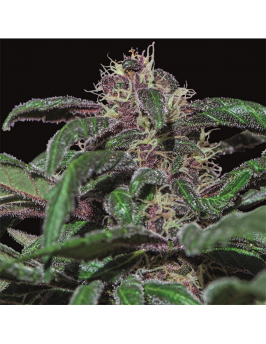 BarneyS Farm Ayahuasca Purple Fem - Imagen 1