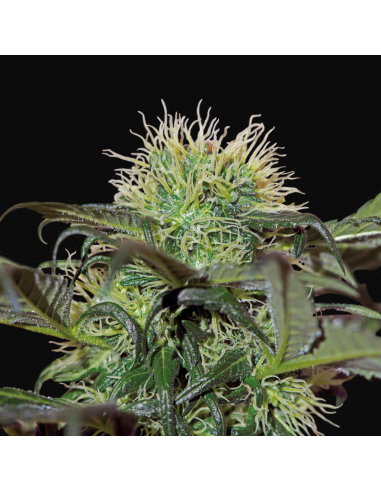 BarneyS Farm Bad Azz Kush Fem - Imagen 1