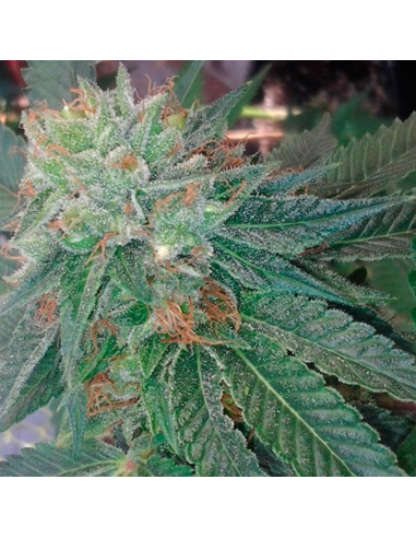 BarneyS Farm Blueberry OG Fem - Imagen 1