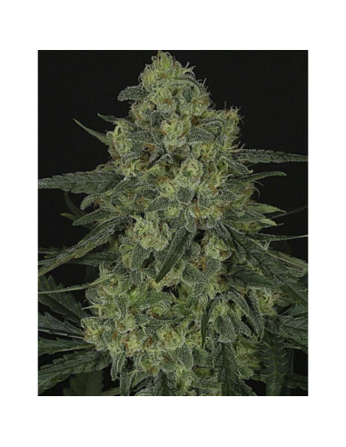 Ripper Seeds Criminal + Fem. - Imagen 1