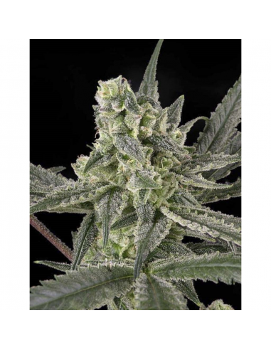 Ripper Seeds Old School Fem. - Imagen 1