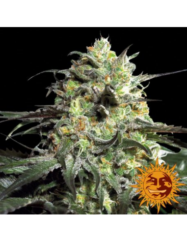 Barney´S Farm Peyote Cookies Fem - Imagen 1