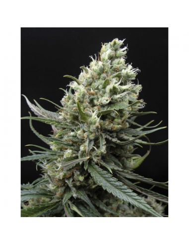 Ripper Seeds Ripper Haze Fem. - Imagen 1