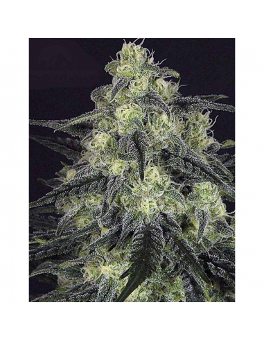 Ripper Seeds Black Valley Fem. - Imagen 1