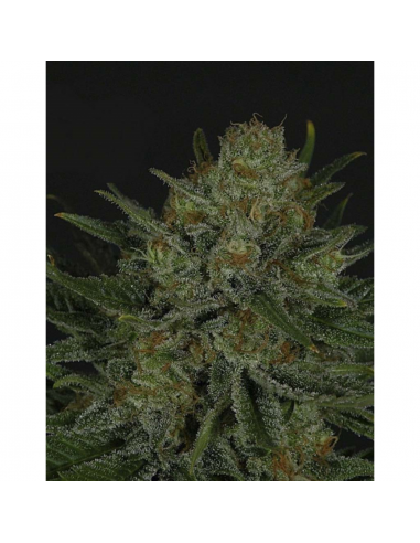 Ripper Seeds Double Glock Fem. - Imagen 1