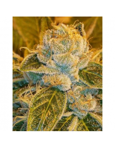 Ripper Seeds Sour Ripper Fem. - Imagen 1