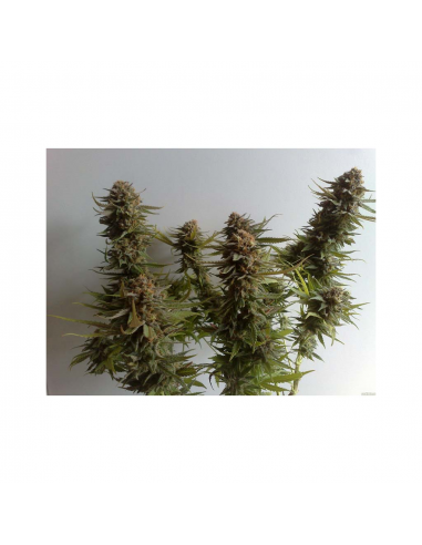 Ripper Seeds Acid Dough Fem. - Imagen 1