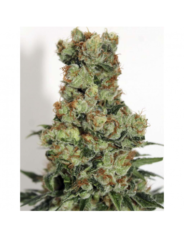 Ripper Seeds Ripper Badazz Fem. - Imagen 1