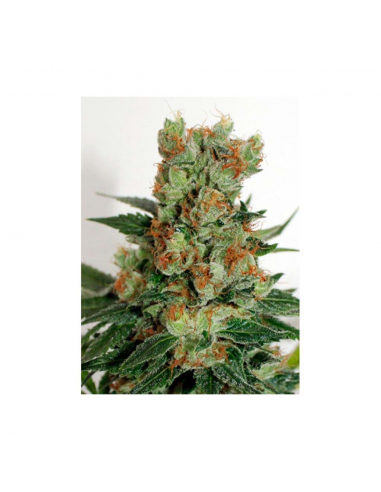 Ripper Seeds Fuel OG Fem. - Imagen 1