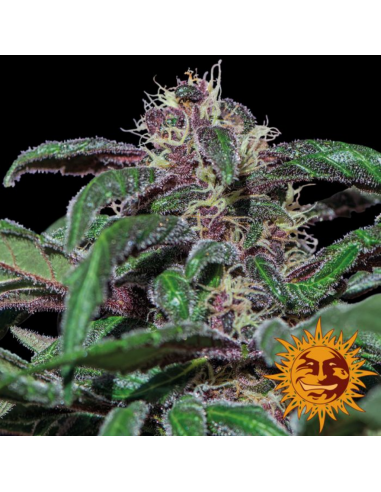 Barney´S Farm Ayahuasca Purple 3Und Fem - Imagen 1