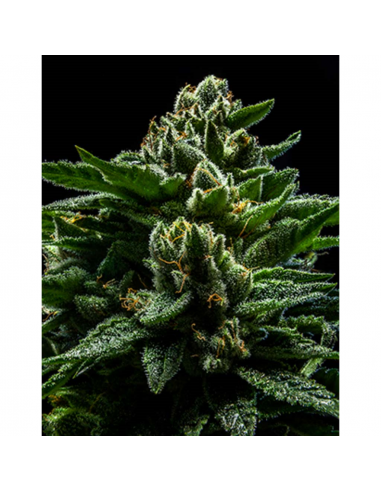 Ripper Seeds DO-G Fem. - Imagen 1