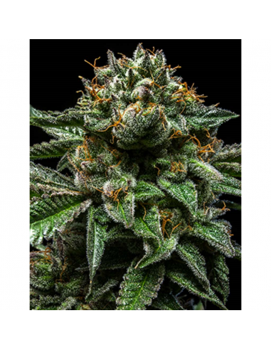 Ripper Seeds Chempie Fem. - Imagen 1