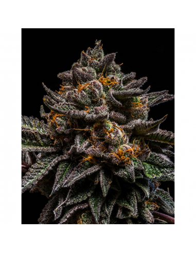 Ripper Seeds Brain Cake Fem. - Imagen 1