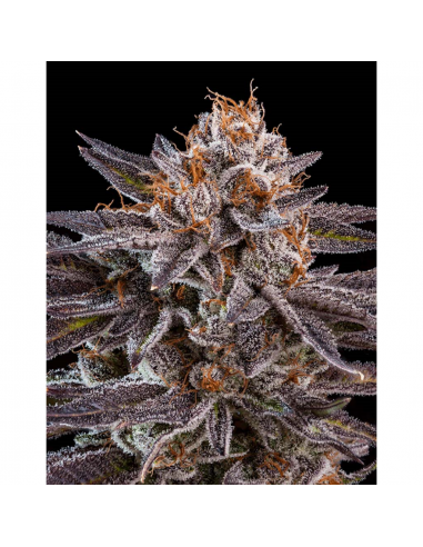 Ripper Seeds OMG Fem. - Imagen 1