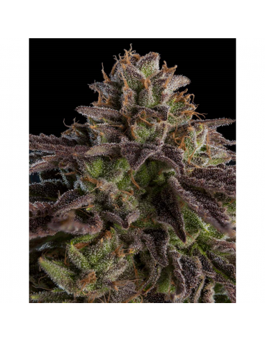 Ripper Seeds Kmintz Fem. - Imagen 1