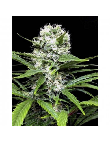 Ripper Seeds Lemon Ice 2.0 Fem. - Imagen 1