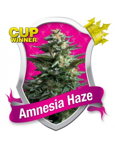 Royal Queen Amnesia Haze Fem. - Imagen 1