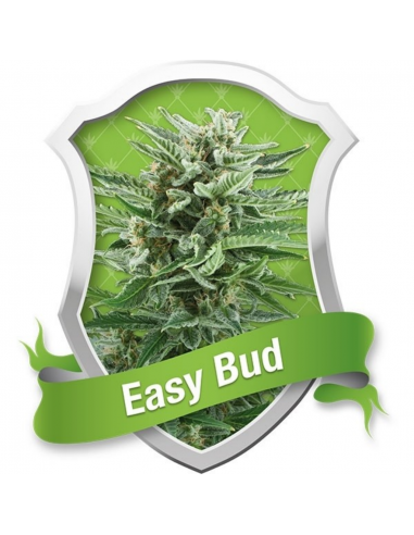 Royal Queen Easy Bud Auto - Imagen 1