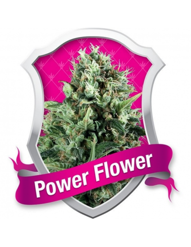 Royal Queen Power Flower Fem. - Imagen 1