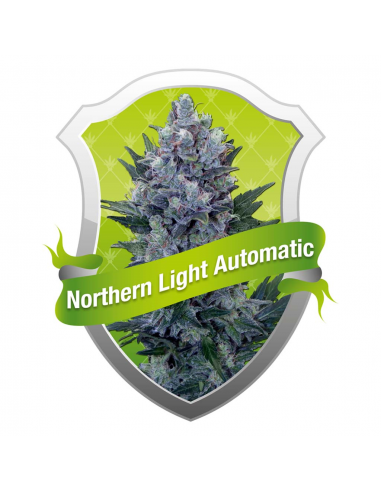 Royal Queen Northern Light Auto - Imagen 1