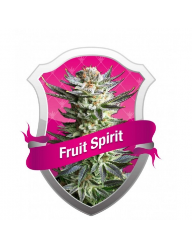 Royal Queen Fruit Spirit Fem. - Imagen 1