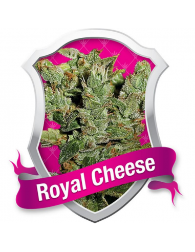 Royal Queen Royal Cheese Fast Version Fem. - Imagen 1