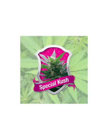 Royal Queen Special Kush 1 Fem - Imagen 1