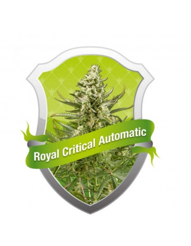 Royal Queen Royal Critical Auto - Imagen 1