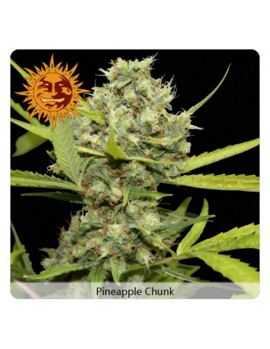 Barney´S Farm Pineapple Chunk 3Und Fem - Imagen 1