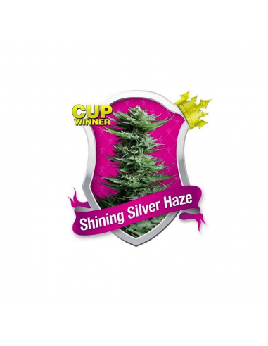 Royal Queen Shining Silver Haze Fem. - Imagen 1