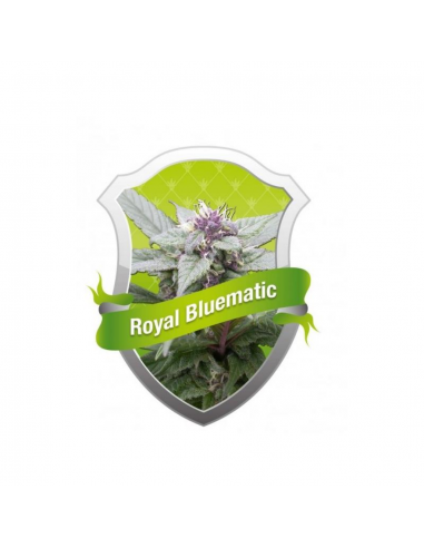 Royal Queen Royal Bluematic - Imagen 1