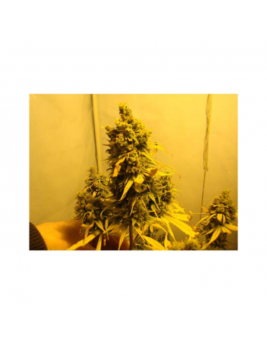 Royal Queen Amnesia Haze Auto - Imagen 1