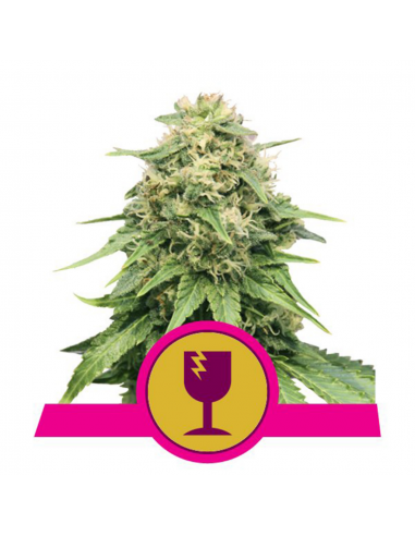 Royal Queen Critical Fem. - Imagen 1