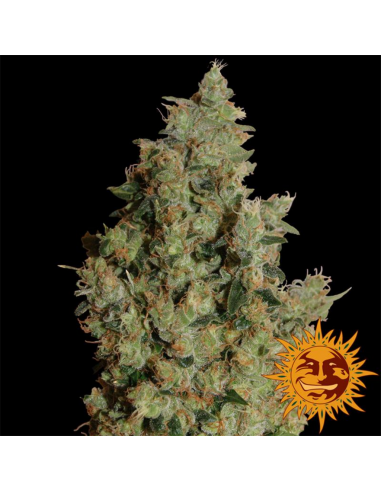 Barney´S Farm Tangerine Dream 3Und Fem - Imagen 1