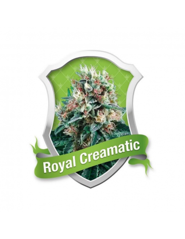 Royal Queen Royal Creamatic - Imagen 1