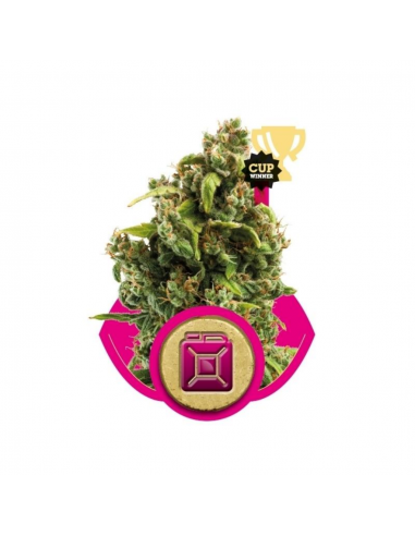 Royal Queen Sour Diesel Fem. - Imagen 1