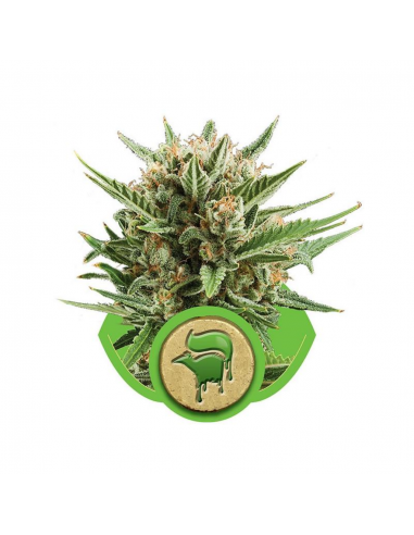 Royal Queen Sweet Skunk Auto - Imagen 1