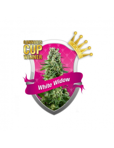 Royal Queen White Widow Fem. - Imagen 1